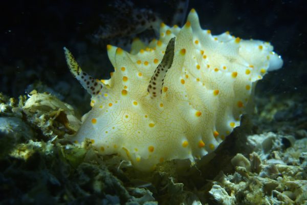 nudibranch photos
