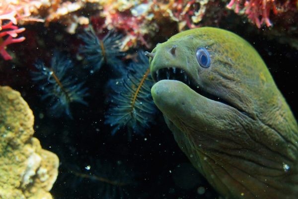 Best underwater photos