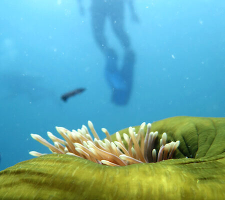 Best underwater photos