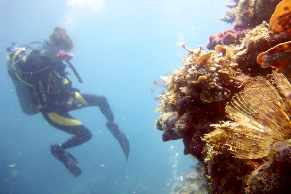 best underwater photos