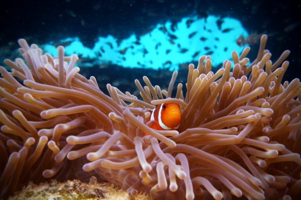 best underwater photos
