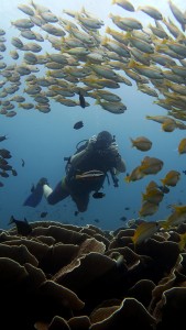 Diving Underwater Water Sea Ocean Underwater Photography Underwater Videography Underwater Photo Marine Life Turtle Fish Corals Reef El Nido Palawan Philippines Adventure Travel Leisure Discover Scuba Diving Underwater Videographer Underwater Photographer Underwater Videography Course Underwater Production Yellow Snappers Fish Vitaminsea