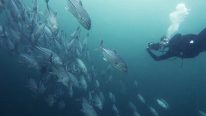 Diving Underwater Water Sea Ocean Underwater Photography Underwater Videography Underwater Photo Marine Life Turtle Fish Corals Reef El Nido Palawan Philippines Adventure Travel Leisure Discover Scuba Diving Underwater Videographer Underwater Photographer Underwater Videography Course Vitaminsea