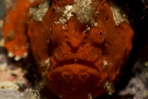 Diving Underwater Water Sea Ocean Underwater Photography Underwater Videography Underwater Photo Marine Life Turtle Fish Corals Reef El Nido Palawan Philippines Adventure Travel Leisure Discover Scuba Diving Underwater Videographer Underwater Photographer Underwater Videography Course Underwater Production