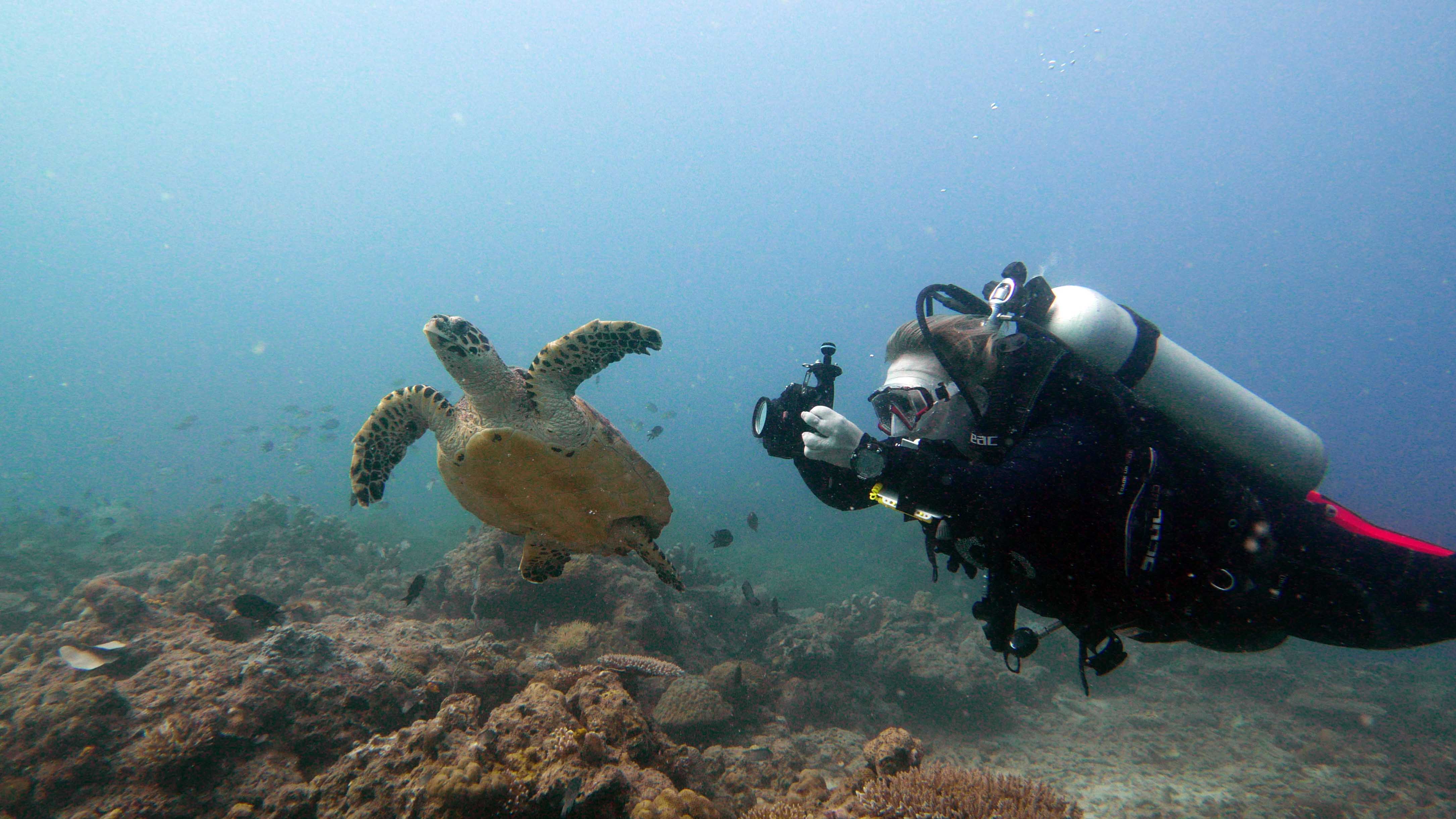 Turtle Underwater Videography Course Underwater Photography Underwater Videography Underwater Photographer Underwater Videographer Underwater Photo Underwater Production Passion Sea Ocean Water El Nido Palawan Philippines Marine Life Corals Reefs Scuba Diving