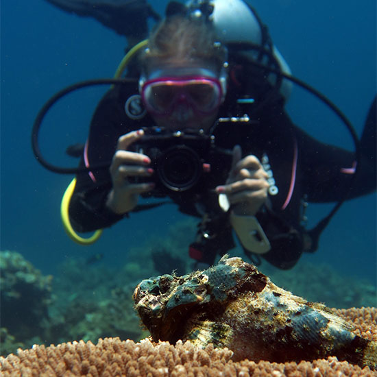 Stonefish Focus Underwater Photography Underwater Videography Course Scuba Diving Reefs Marine Life Creatures Corals